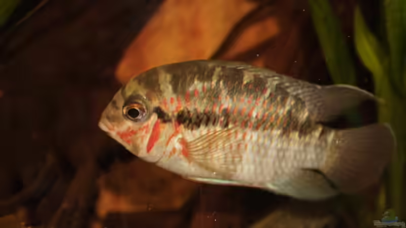 Krobia spec. Xingu Weibchen von Didi (54)