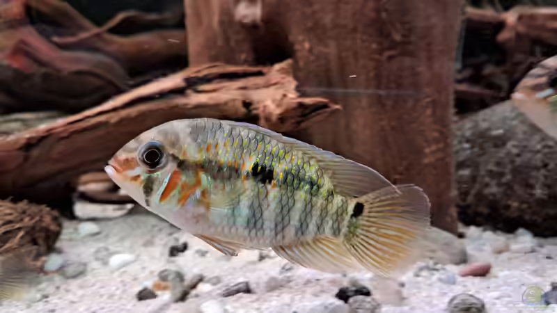 Krobia xinguensis, juvenil von Agua viva (31)