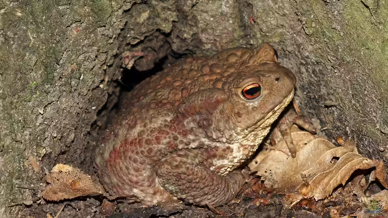 Kröte oder Frosch: Wer quakt denn da?