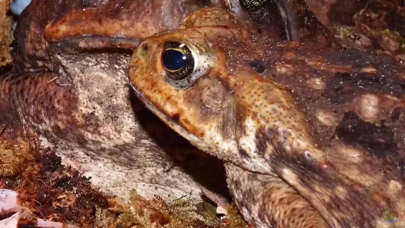 Krötengeflüster von Cichliden-Kabuff (26)