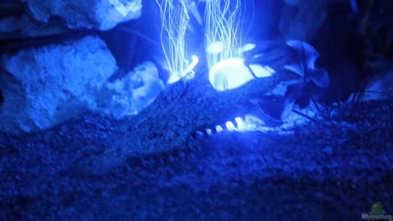 Kroko bei Nacht von DreamTümpel (7)