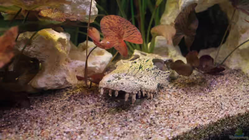 Kroko bei Tag von DreamTümpel (6)