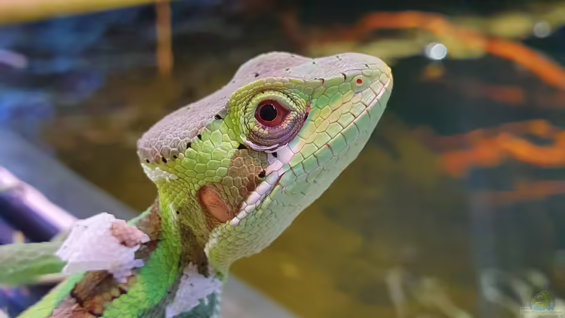 Kronenbasilisk von Aqua fan (10)
