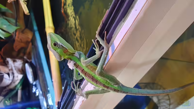 Kronenbasilisk von Aqua fan (11)
