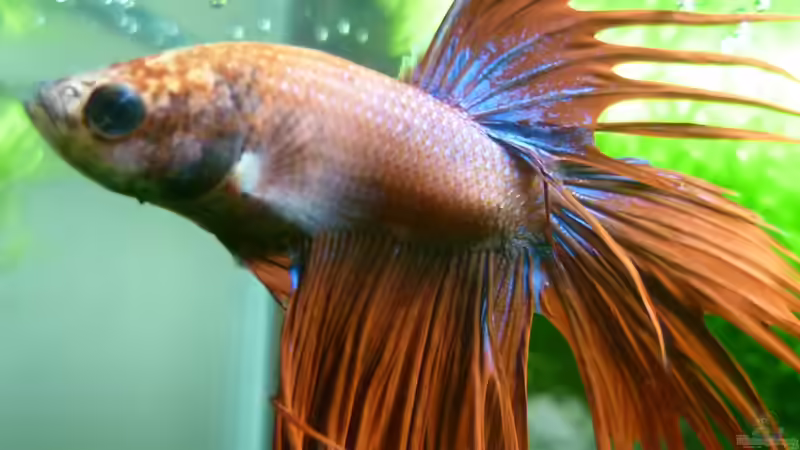 Kronenkampffisch Select  von garnelenhobby (3)