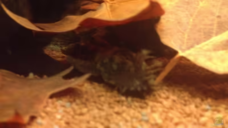 Krümmelmonster von der Steirer (49)