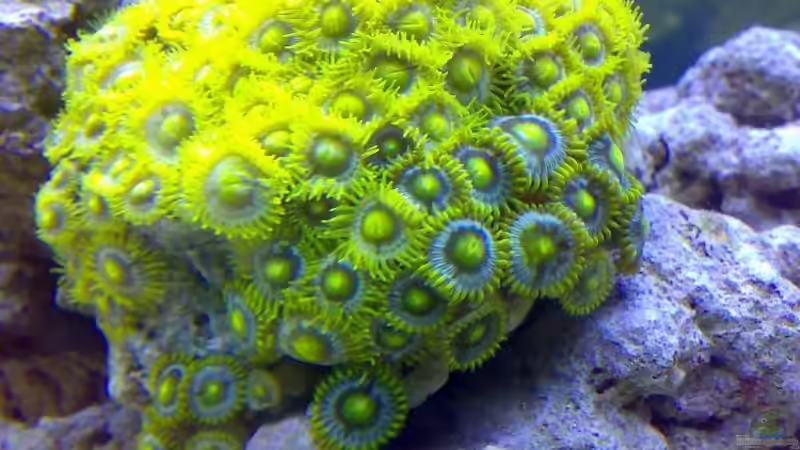 Kruste von der Preusse (4)