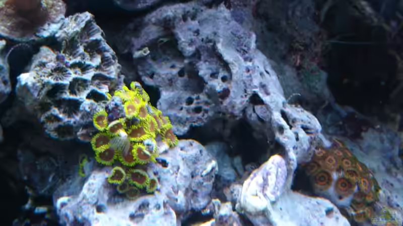 Krusten Juli 2013 von Jane Vogeler (70)