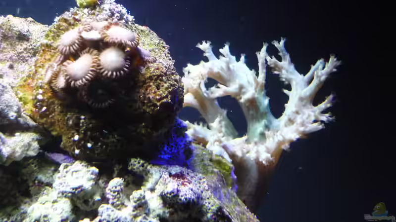 Krusten und Weichkorallen von Red ( Jürgen ) (12)