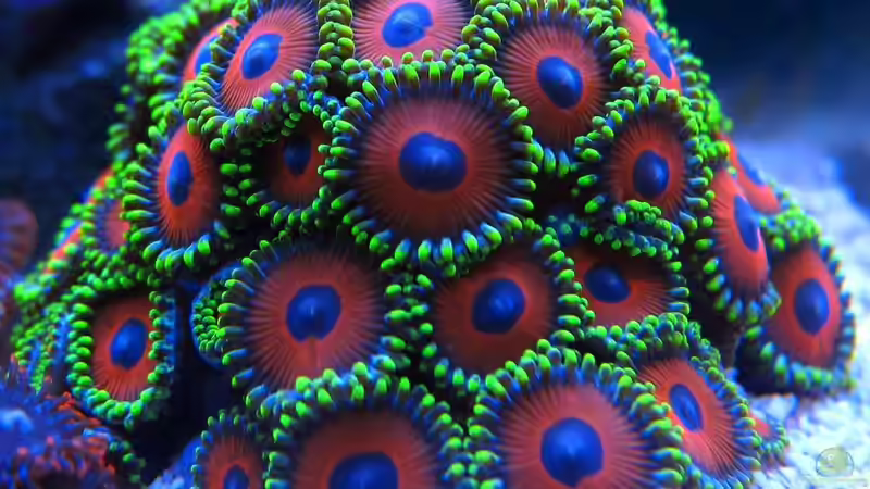 Krusten von garnelenhunter (8)