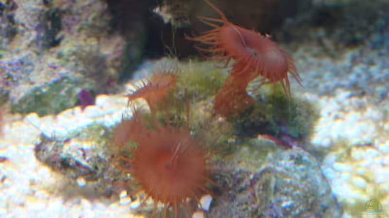 Krustenableger von B1gT4nk (18)