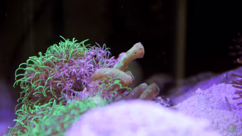 Krustenanemone = Isaurus tuberculatus von Sven Jastrow (22)