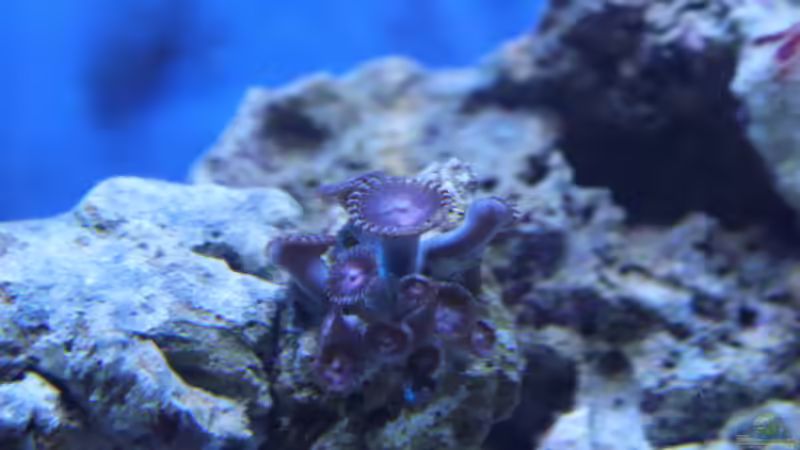 Krustenanemone, rosa (Zoanthus sp. 28) von Sven K. (37)