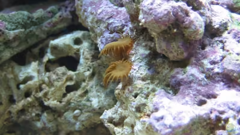 Krustenanemone nach Umbau, ist auf/an dem selben Stein wie die Scheibenanemone von Christian Schneider (25)