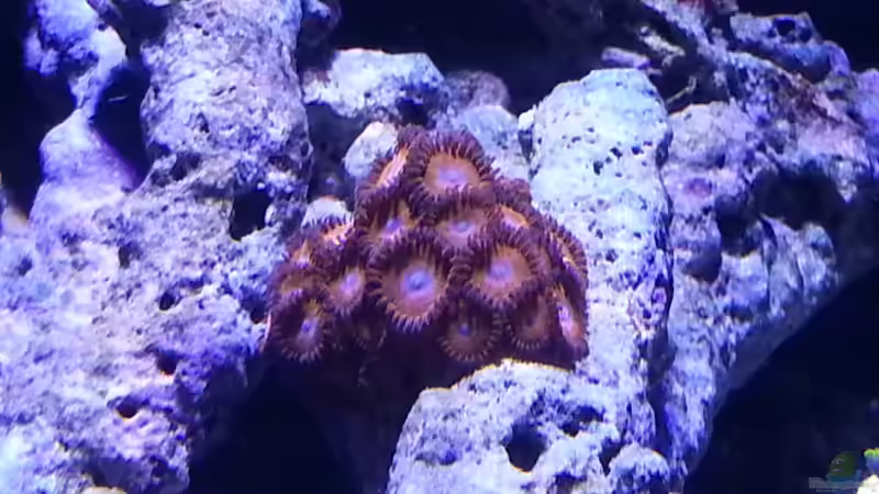 Krustenanemone von BenoN (12)