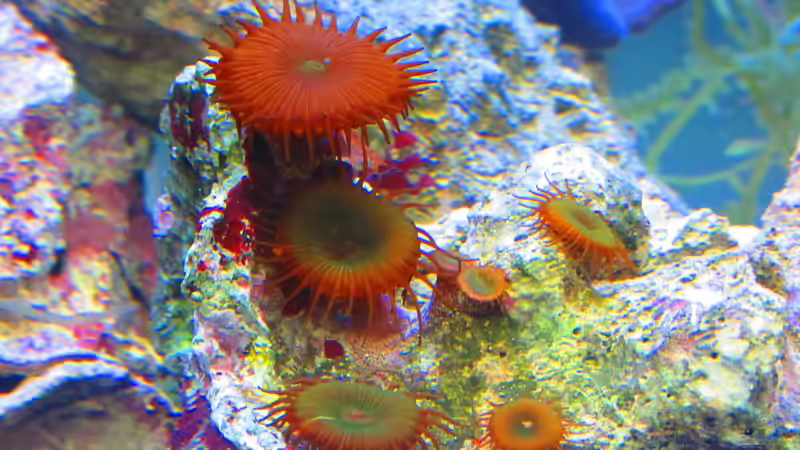 Krustenanemone von Christian Bayerl (4)