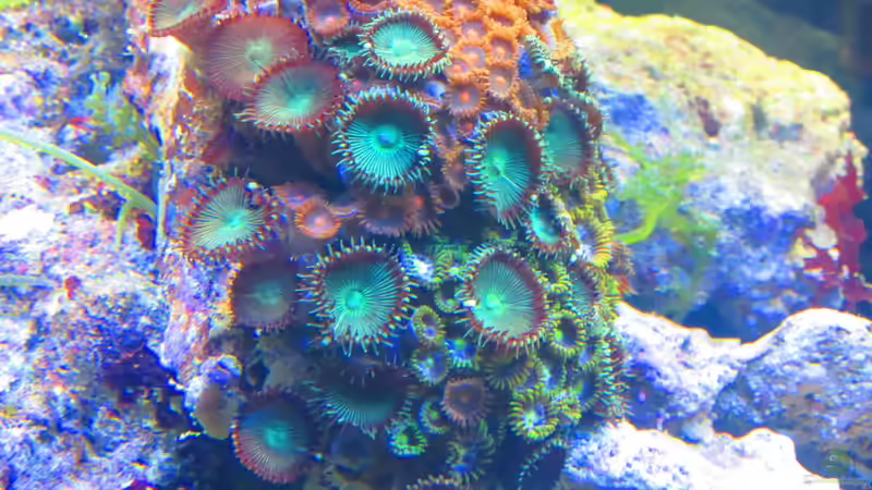 Krustenanemone von Christian Bayerl (8)