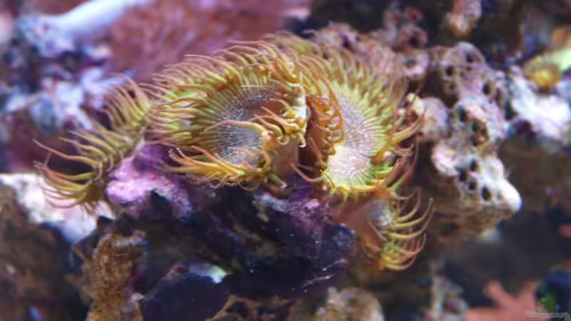 Krustenanemone von Christian Holtkamp (13)