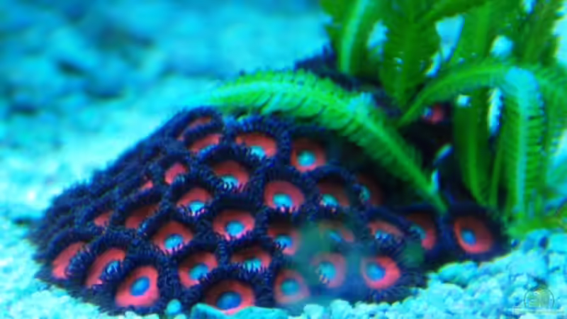 Krustenanemone von DaHeit1982 (19)