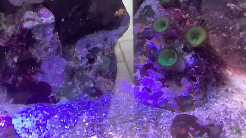 Krustenanemone von Diver (20)