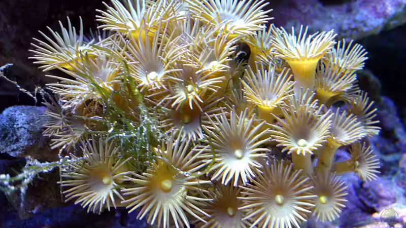 Krustenanemone von snoopy2008 (20)