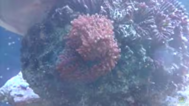 Krustenanemone??? von tigger69 (14)