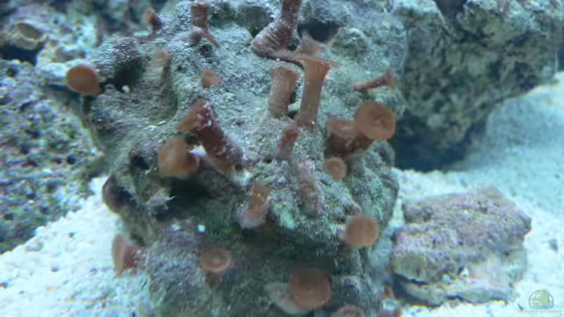 Krustenanemone von Zapfenmanderl (11)