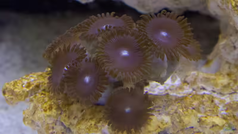 Krustenanemone-Zoanthus-pink 11.04.2015 von mmbm78 (16)