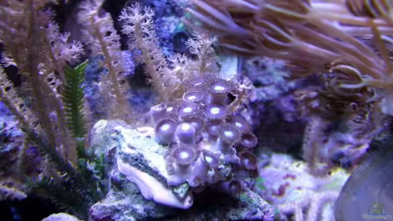 Krustenanemonen, Gorgonie, Xenien.... von Denise83 (29)