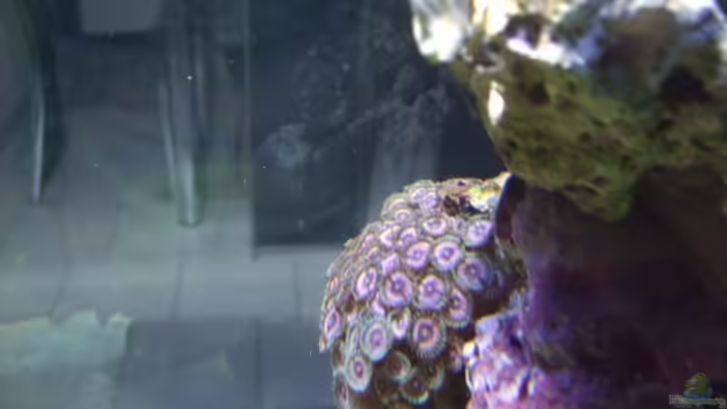 Krustenanemonen ( Zoanthus ) von Salzeritis (15)