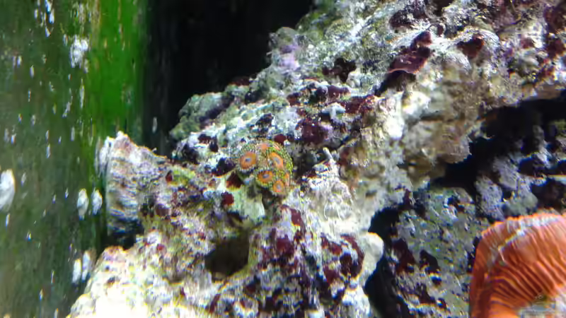 Krustenanemonen neu angesiedelt von Truthahnmann (53)