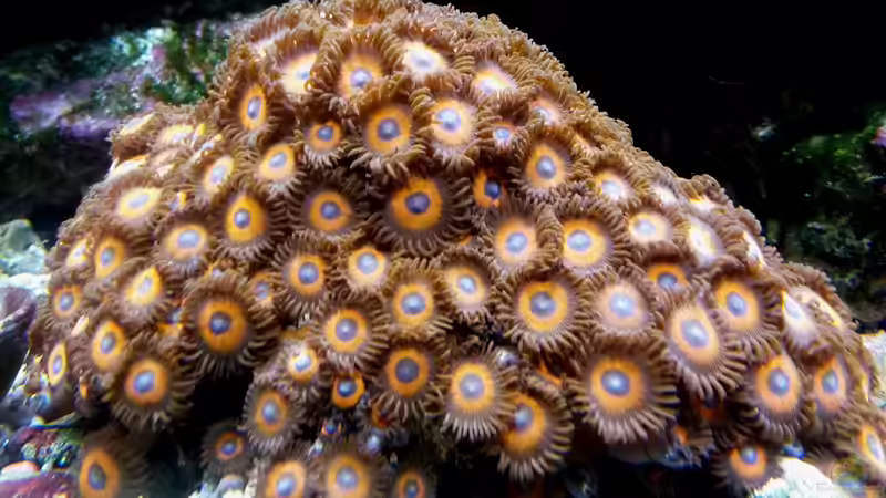 Krustenanemonen rot von Truthahnmann (28)