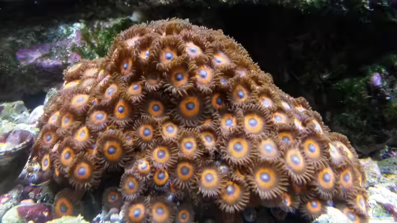 Krustenanemonen rot von Truthahnmann (34)