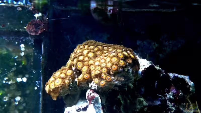 Krustenanemonen rot von Truthahnmann (61)