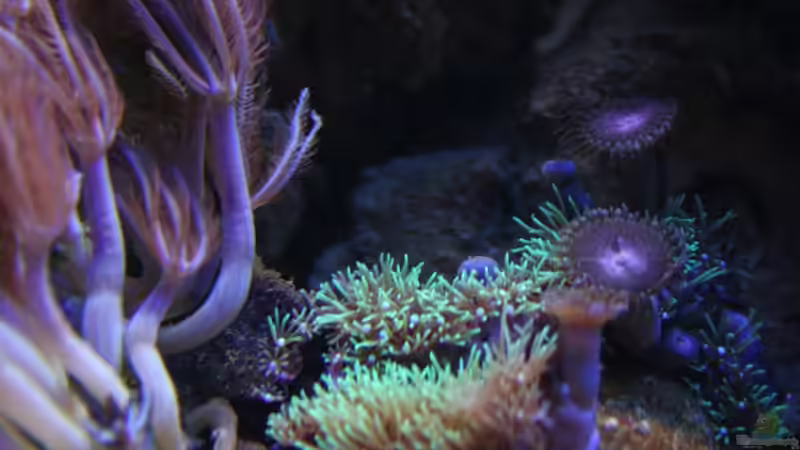 Krustenanemonen von Aquarienfreude (6)