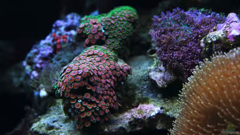 Krustenanemonen von meerwasser-gb (22)