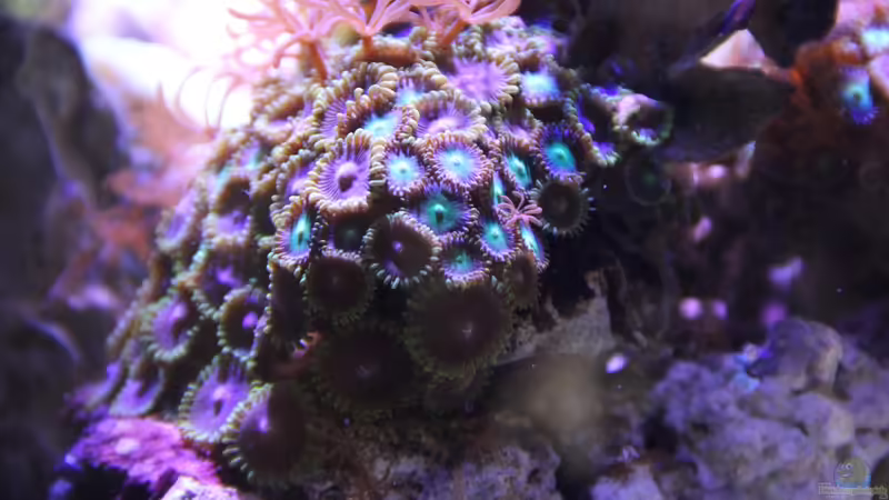 Krustenanemonen von Sven Jastrow (21)