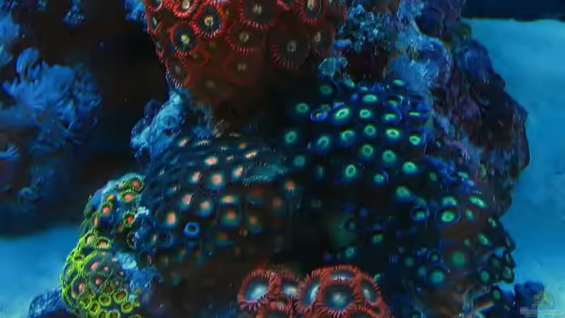 Krustenecke von Petra Kallmeyer (7)