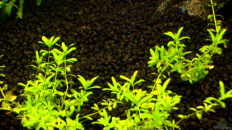 kub. Perlkraut nach 7 Tagen von *angelfish* (11)