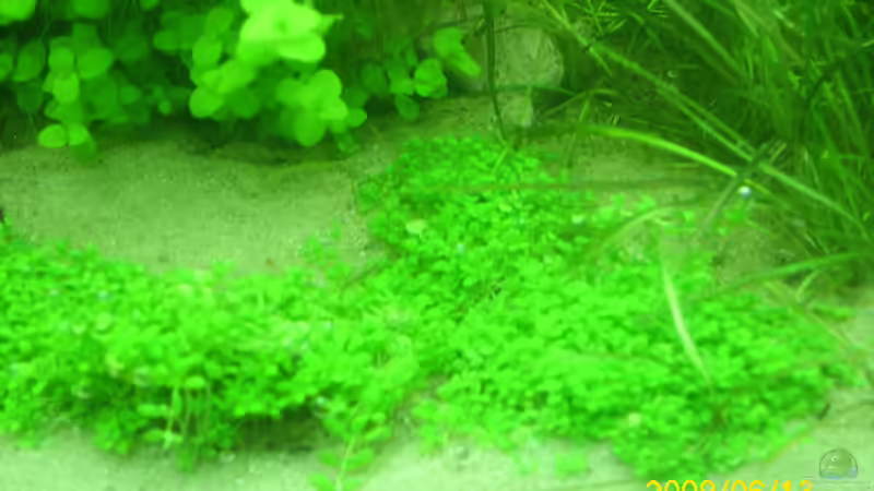 kuba perlenkraut von Herbert Baier (15)