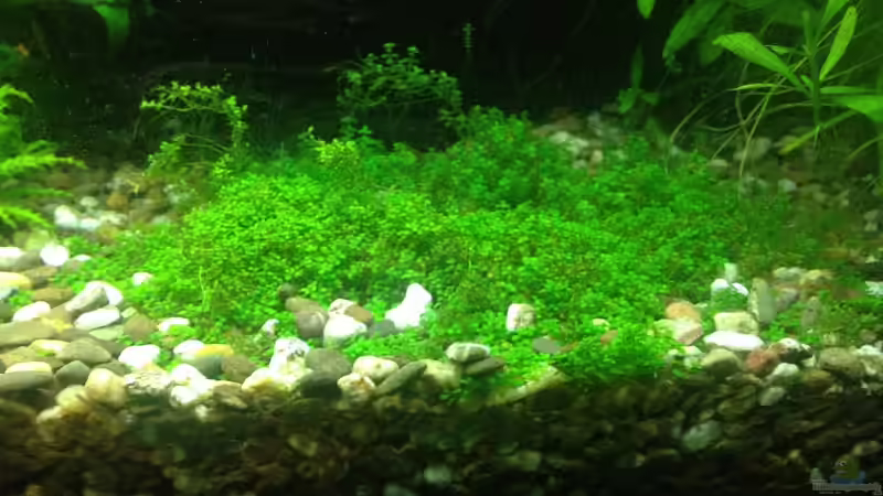 Kuba Perlkraut von Pflanzenbecken (8)