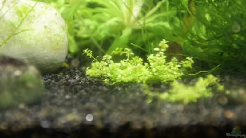 Kuba-Zwergperlkraut von Paul123 (4)