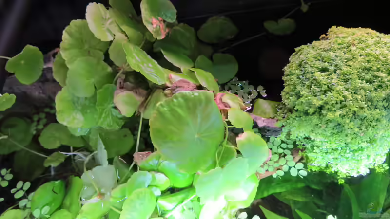 Kubakraut an der Rückwand von Jan S. (17)