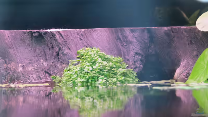 Kubakraut an der Rückwand von Jan S. (20)