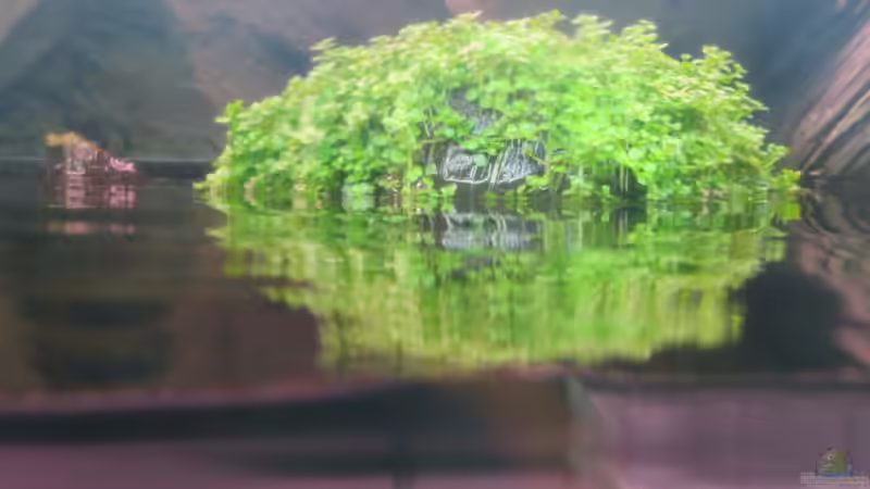 Kubakraut auf einem Stück Wurzel von Jan S. (24)