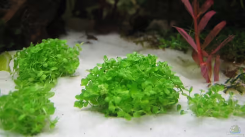 Kubanisches Perlenkraut (kurz nach dem Einpflanzen) von Silvia (9)