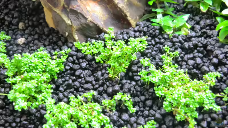 Kubanisches Perlenkraut nach 19Tagen von K.S. (14)