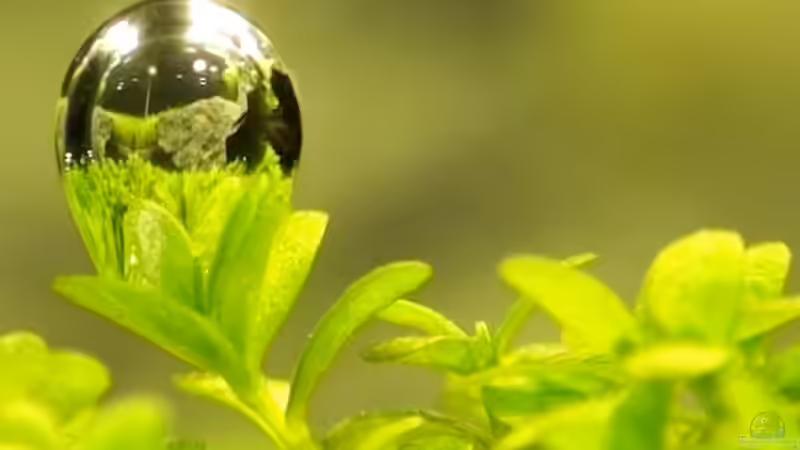 Kubanisches Perlkraut / Hemianthus callitrichoides von Maik A. (13)