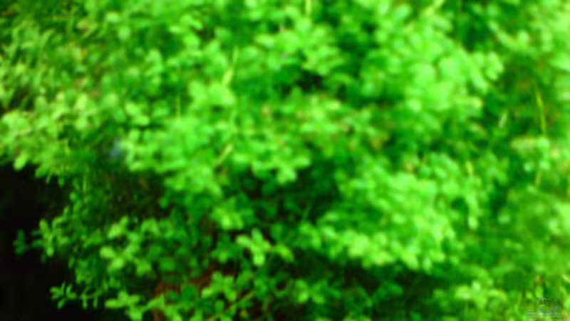 Kubanisches Perlkraut  von Stefan B. (8)