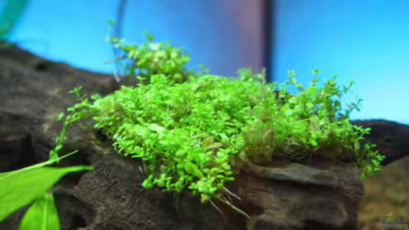 Kubanisches Perlkraut auf der Wurzel von Flo-1990 (4)